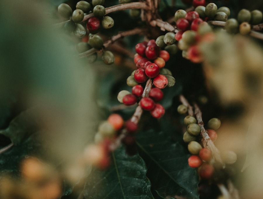 Cerezas de café maduras en la rama