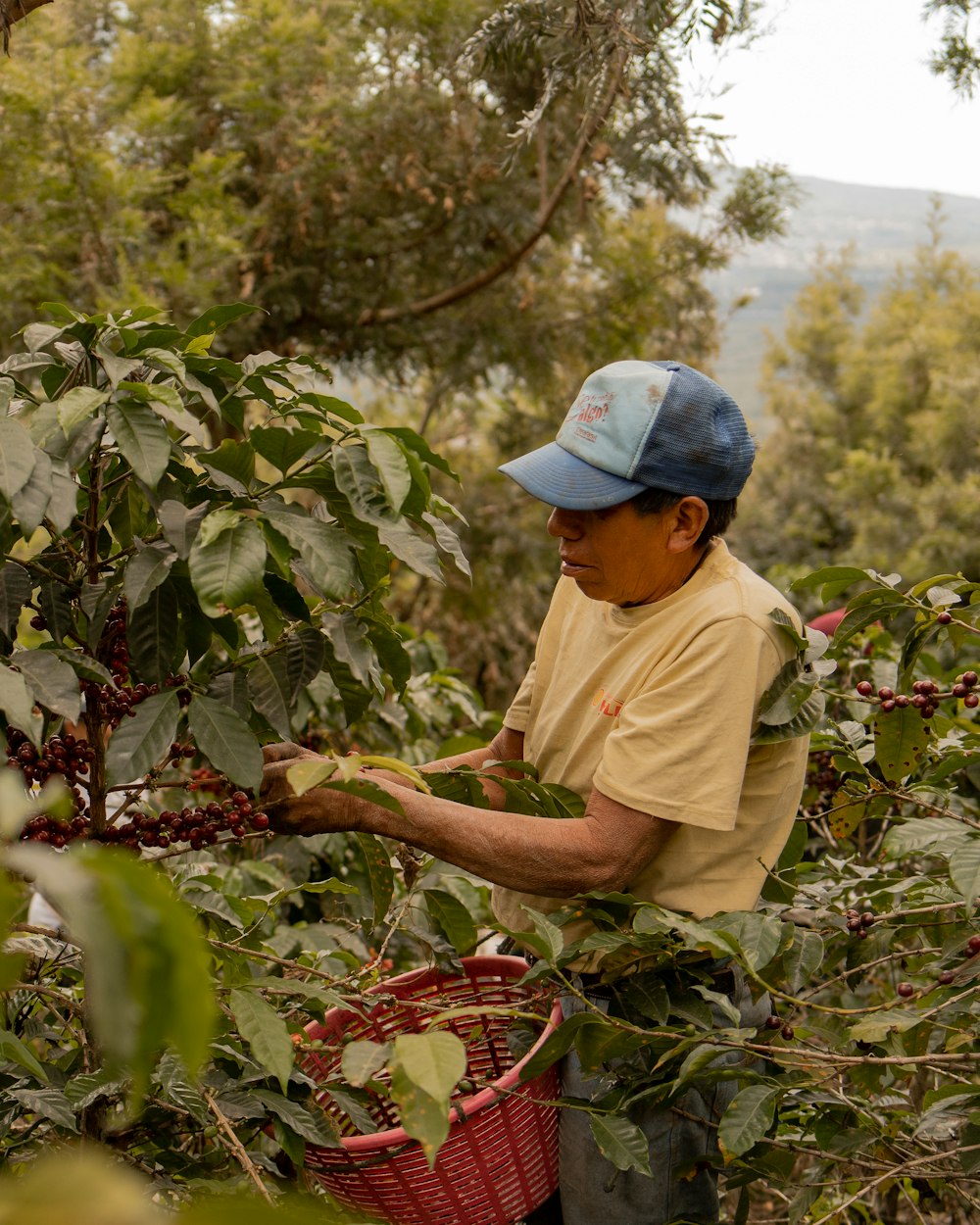 Cosecha de café en la montaña